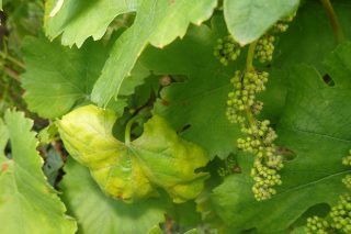 Ampexio®: La pieza clave para controlar el mildiu en su viñedo