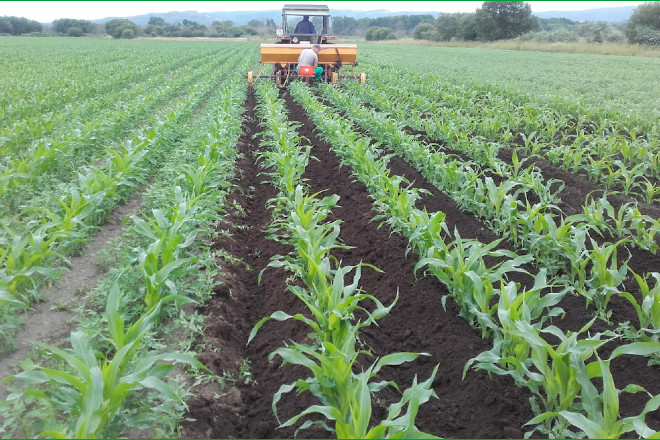 Recomendaciones para cultivar maíz en ecológico