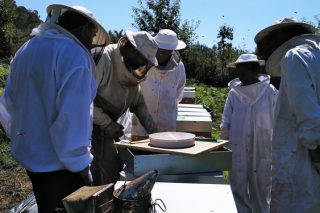 Curso sobre plagas y enfermedades en la apicultura