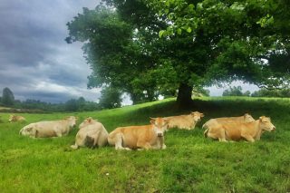 Medio Rural confirma que habrá ayudas para la ganadería de carne por el coronavirus