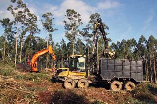 ¿Cuál es el turno de tala óptimo para eucalipto nitens en Galicia?