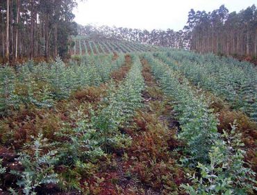 Cinco interrogantes que abre la suspensión de nuevas plantaciones de eucalipto