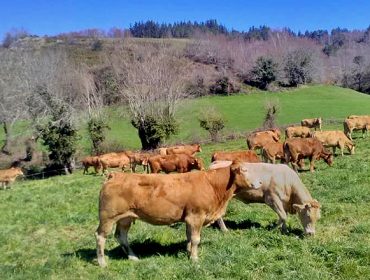 La ayuda asociada al vacuno de carne para este año desciende en 3,63€ por vaca nodriza con respecto a 2022