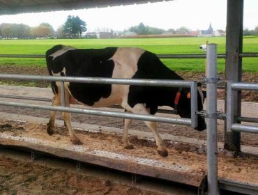 Pisos resbaladizos, cubículos y corredores reducidos, defectos de bienestar animal en las granjas luguesas de vacuno de leche