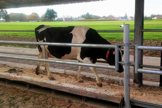 Pisos resbaladizos, cubículos y corredores reducidos, defectos de bienestar animal en las granjas luguesas de vacuno de leche 