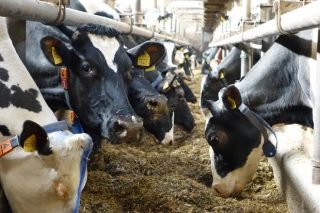 Webinar sobre herramientas de gestión en granjas de vacuno de leche  para mejorar su rentabilidad