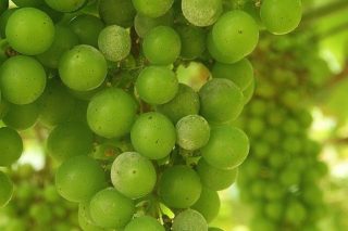 Jornada de debate sobre sistemas de cultivo alternativos más sostenibles en la viticultura