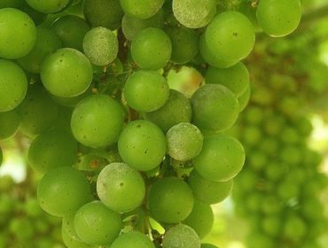 Jornada de debate sobre sistemas de cultivo alternativos más sostenibles en la viticultura