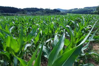 Nergetic Dynamic asegura en una única aplicación las necesidades de nitrógeno, fósforo y potasio del maíz para ensilado