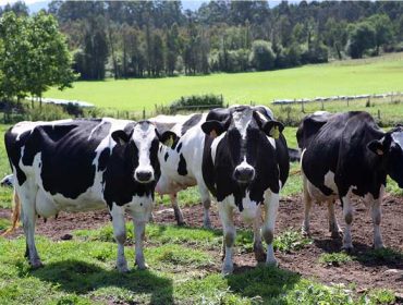 GO_ISAB: Una iniciativa innovadora para mejorar la salud y el bienestar animal de las vacas de leche en España