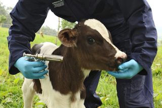 Puntos de mejora en la vacunación del ganado vacuno