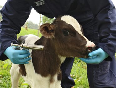 La Xunta pide la colaboración de los ganaderos en la campaña de vacunación contra la lengua azul
