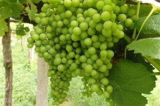 Recomendaciones para el cuidado de la viña durante los proximos días