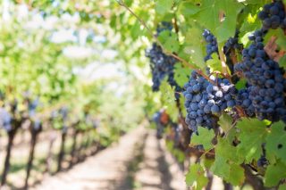 El proyecto CARBOCERT muestra cómo la viticultura puede contribuir a la mitigación del cambio climático