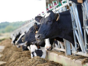 Las cuentas en las granjas de leche: precios de la leche iguales, más costes e incertidumbres en la PAC