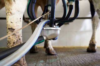 El Sindicato Labrego acusa a las industrias lácteas de buscar más beneficio bajando precios en el campo