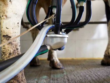 Galicia, Castilla y León, Asturias y Cantabria le piden al Gobierno que haga cumplir la Ley de Cadena Alimentaria en el vacuno de leche y de carne