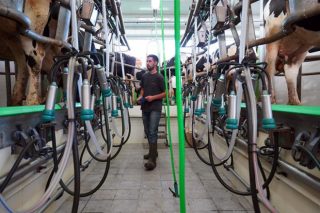 Sube el precio de la leche de vaca en noviembre en España y cae la producción