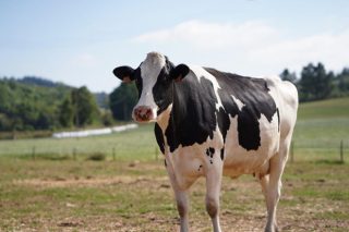 Cómo quedan las granjas de leche de Galicia en la nueva PAC