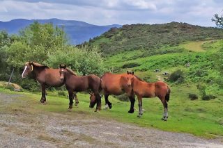 Jornadas sobre el caballo y la conservación del medio natural el 16 y 17 de octubre en Mondoñedo