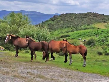 Jornadas sobre el caballo y la conservación del medio natural el 16 y 17 de octubre en Mondoñedo