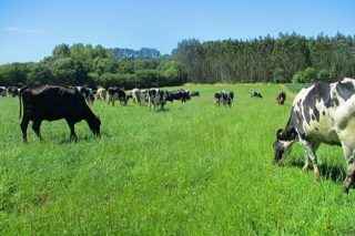 La Xunta estudiará los costes de producción de las ganaderías lácteas y creará la marca «Leche de Pastoreo de Galicia»