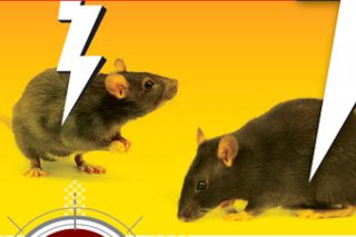 Claves para un control eficaz de ratones y ratas en granjas