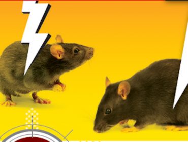 Claves para un control eficaz de ratones y ratas en granjas