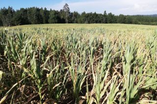 Jornada online sobre estrategias para enfrentar las sequías en el maíz
