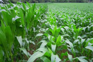 El frío del mes de junio ha retrasado el crecimiento del maíz, con algunos ataques también de rosquilla