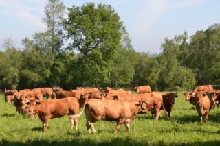 Las ayudas de la Xunta a las ganaderías de vacuno de carne generan polémica en el sector