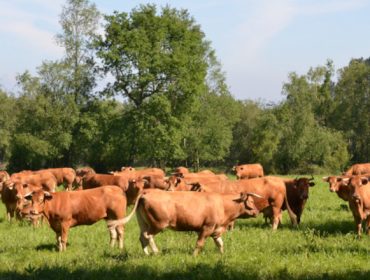 Las ayudas de la Xunta a las ganaderías de vacuno de carne generan polémica en el sector