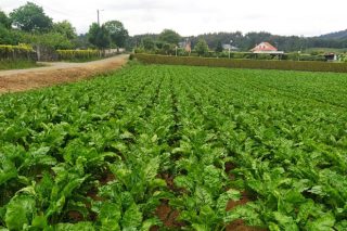 ¿Podría ser el cultivo de remolacha una alternativa en Galicia?
