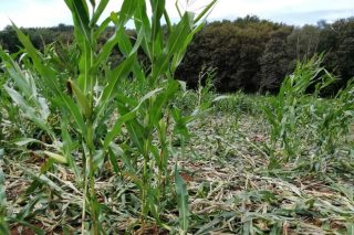 El jabalí intensifica los daños en las semanas previas al ensilado del maíz