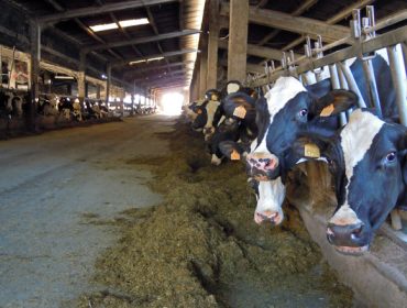 Resultados oficiales de las mejores ganaderías de vacuno de leche de Galicia en el 2020