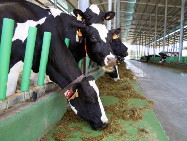Estudiantes de la EFA Fonteboa diseñan una app para mejorar el bienestar de las vacas
