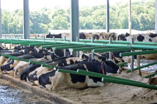 El II Foro Empresarial Lácteo abordará los retos de las ganaderías gallegas de vacuno de leche de aquí al 2030