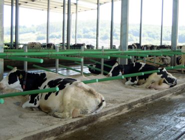 Curso en Monforte de Lemos sobre la importancia de las instalaciones para un buen manejo del ganado