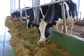 Webinar sobre manejo de la vaca en transición