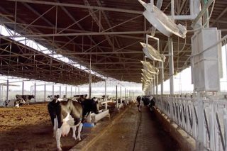 Así se controla el estrés por calor de las vacas en granjas de Israel