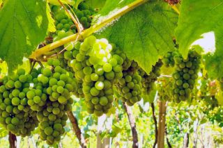 El Sindicato Labrego cuestiona la entrada de grandes bodegas foráneas en los viñedos gallegos