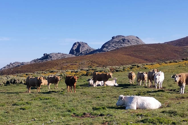 Medio Rural anuncia apoyos al pastoreo en áreas estratégicas de prevención de incendios