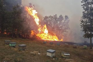 Más de 200 colmenas calcinadas a consecuencia de los incendios en Ourense