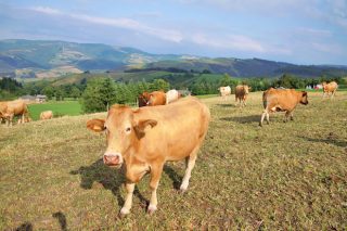 Listado preliminar de beneficiarios de las ayudas de ganadería de carne