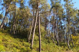 La Xunta amplía en Galicia la superficie bajo certificación forestal FSC en 10.000 hectáreas con 13 nuevos montes