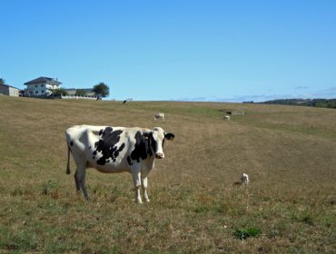 ¿Cómo conseguir que la alimentación de las vacas en transición deje de ser un coste y se convierta en una inversión?