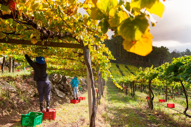 El 39,9% de los viticultores de España están en Galicia
