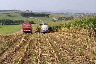 Valoración de la cosecha de maíz 2020 en las principales comarcas lecheras de Galicia