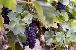 Tecnología de bioestimulación, herramientas para un manejo integral de la viña sin residuos