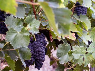 Tecnología de bioestimulación, herramientas para un manejo integral de la viña sin residuos
